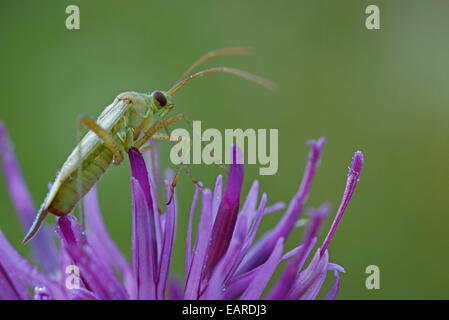 Bug de luzerne (Adelphocoris lineolatus), Hesse, Allemagne Banque D'Images