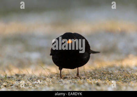 Blackbird (Turdus merula), homme, Bergshausen, Fuldabrück, Hesse, Allemagne Banque D'Images