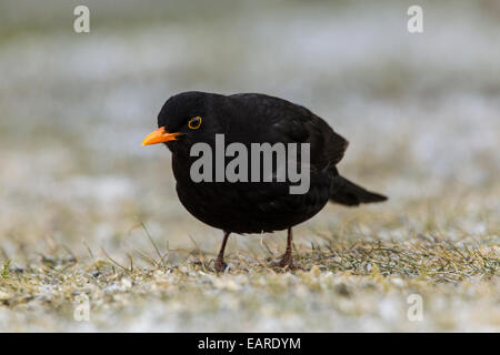 Blackbird (Turdus merula), homme, Bergshausen, Fuldabrück, Hesse, Allemagne Banque D'Images