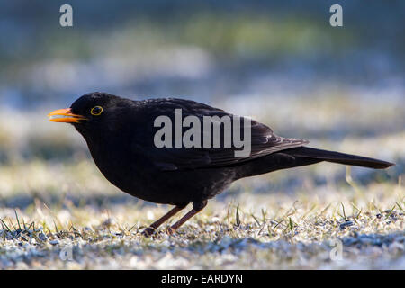 Blackbird (Turdus merula), homme, Bergshausen, Fuldabrück, Hesse, Allemagne Banque D'Images