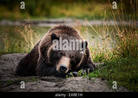 Ours grizzli (Ursus arctos horribilis) allongé sur le sol, Valdez, Alaska, United States Banque D'Images