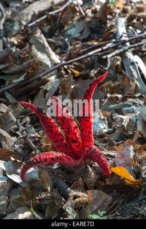 Phalle impudique (Clathrus archeri Octopus), organe de fructification, Mönchbruch forêt, Hesse, Allemagne Banque D'Images