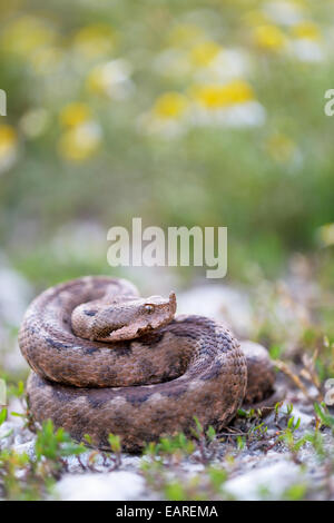 (Vipera ammodytes vipère à cornes), femme, région de Pleven, Bulgarie Banque D'Images