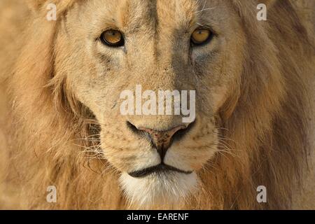 Lion (Panthera leo), avec une crinière, portrait, Ngorongoro, Serengeti, Tanzanie Banque D'Images