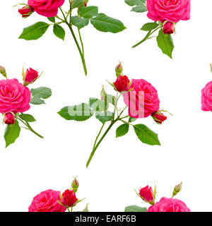 Rose rouge motif floral transparent sur fond blanc Banque D'Images