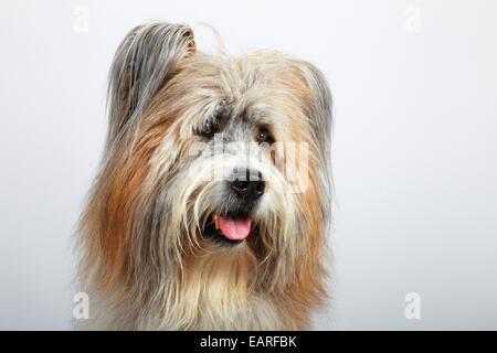 Elo Elo ou grande race de chien, homme, portrait, Allemagne Banque D'Images