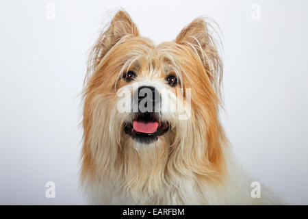 Elo Elo ou grande race de chien, homme, portrait, Allemagne Banque D'Images