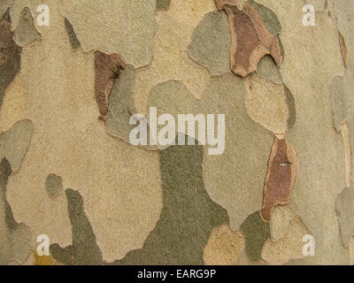 Écorce d’eucalyptus Banque D'Images