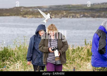 Comment vous protéger contre la sterne arctique à l'intérieur des Iles Farne Banque D'Images