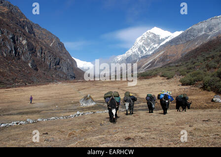 Les yacks transporter des charges à travers la zone de pâturage à Thangshing en dessous de la crête sud du Kangchenjunga Banque D'Images