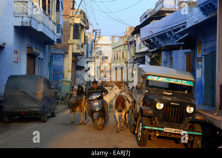 L'Inde, Rajasthan Région de Mewar, Bundi atmosphère de village d'une rue avec ses vaches sacrées Banque D'Images