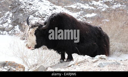 Yak dans l'Hemis National Park au Ladakh, Inde Banque D'Images