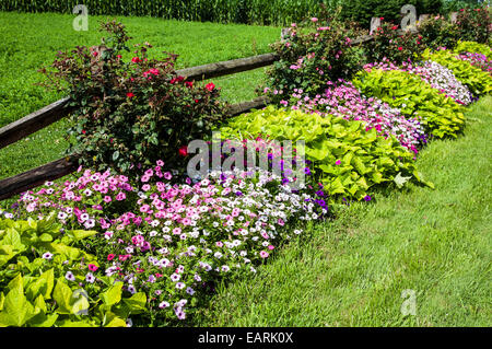 Fleurs colorées de jardin de pétunias, de patate douce et de roses sur un rosier, bordure de jardin rangée de clôture en Pennsylvanie, États-Unis, annuals, frontière annuelle Banque D'Images