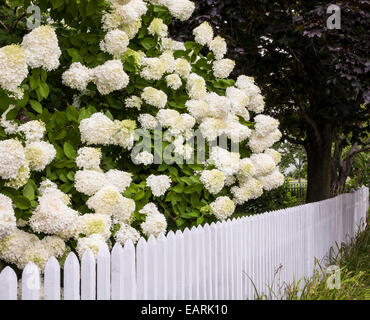 White Limelight Hydrangea jardin de fleurs et clôture blanche de piquet dans un quartier, New Jersey, Etats-Unis, arbustes fleuris jardin de jardin de fleurs lit Banque D'Images