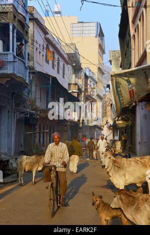 L'Inde, Rajasthan Région de Mewar, Bundi atmosphère de village d'une rue avec ses vaches sacrées, un cycliste Banque D'Images