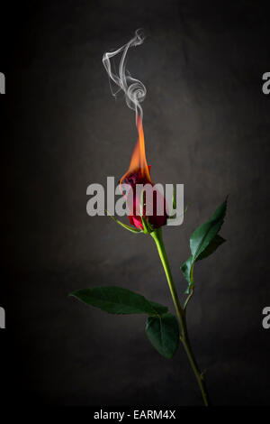 Rose rouge sur le feu, fleur de feu Banque D'Images