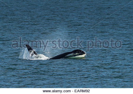 Un homme orca en infraction à la surface de l'océan. Banque D'Images