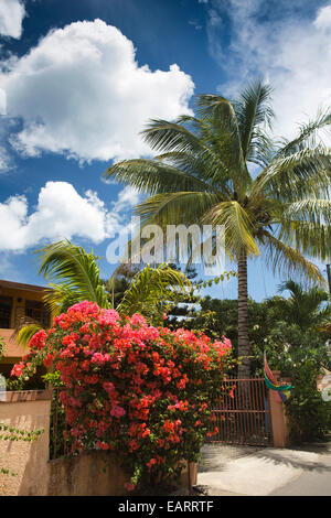 L'Ile Maurice, Grand Baie, jardin tropical, avec des palmiers de noix de coco et de fleurs de bougainvilliers rouges Banque D'Images