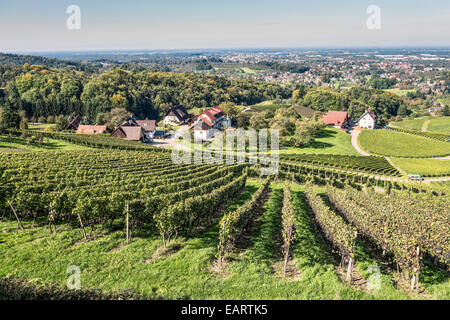 La récolte de la vigne dans le sud de l'Allemagne forêt noire près de Sasbachwalden dans le Schwarzwald;Allemagne;Europe Banque D'Images