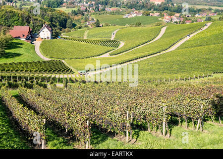 La récolte de la vigne dans le sud de l'Allemagne forêt noire près de Sasbachwalden dans le Schwarzwald;Allemagne;Europe Banque D'Images