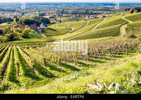 La récolte de la vigne dans le sud de l'Allemagne forêt noire près de Sasbachwalden dans le Schwarzwald;Allemagne;Europe Banque D'Images