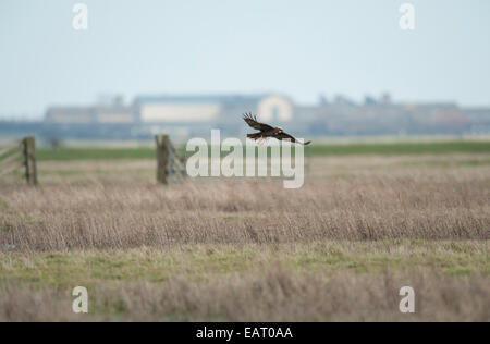 Busard des roseaux Circus aeruginosus en vol Kent UK Banque D'Images