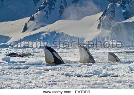Trois orques chassent un leopard seal sur la banquise. Banque D'Images