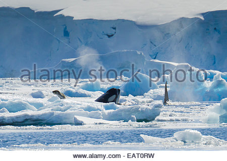 Les orques chassent dans les glaces en tant que groupe. Banque D'Images