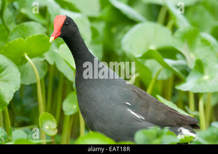 La Gallinule poule-d'eau Gallinula chloropus cachinnans Panama Banque D'Images