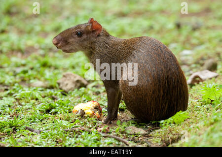 Agouti Dasyprocta punctata Amérique centrale Panama Banque D'Images