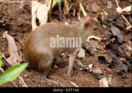 Agouti Dasyprocta punctata Amérique centrale Panama Banque D'Images