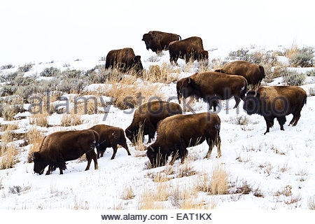 Un troupeau de bisons paître sur une colline enneigée. Banque D'Images