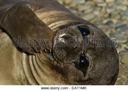 Close up d'un jeune éléphant de mer du Sud. Banque D'Images