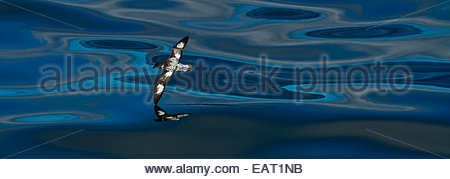 Une Cape petrel vole au-dessus de motifs à la surface de l'océan. Banque D'Images