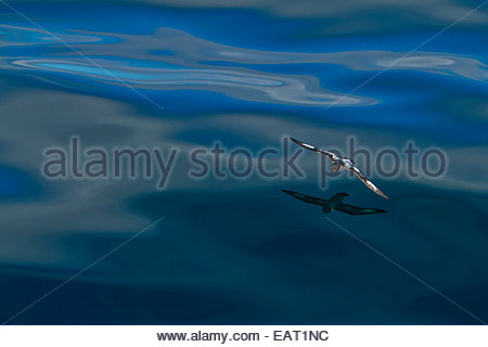 Une Cape petrel vole au-dessus de motifs à la surface de l'océan. Banque D'Images