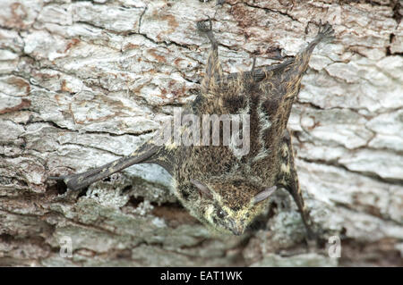 Proboscis Bat Rhynchonycteris naso Panama Banque D'Images