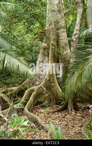 Arbre généalogique Butress et grosses racines Panama Banque D'Images