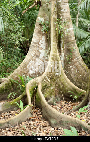 Arbre généalogique Butress et grosses racines Panama Banque D'Images