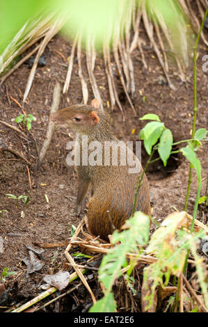 Agouti Dasyprocta punctata Amérique centrale Panama Banque D'Images