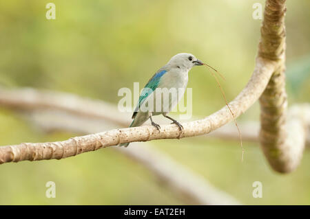 Calliste gris bleu Thraupis atripennis Panama Banque D'Images