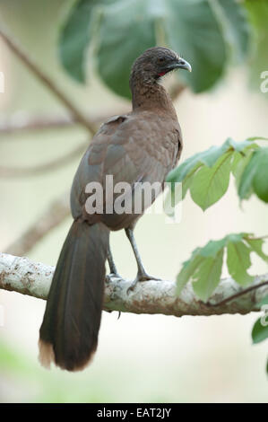 Ortalis cinereiceps gris dirigé Chachalaca Panama Banque D'Images