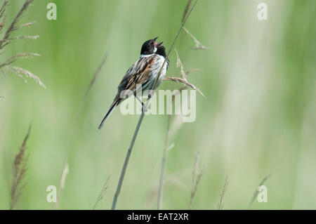 Emberiza schoeniclus Reed UK Banque D'Images