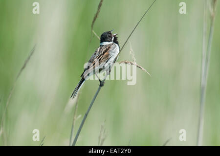 Emberiza schoeniclus Reed UK Banque D'Images