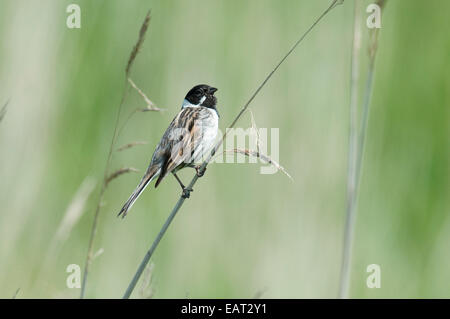 Emberiza schoeniclus Reed UK Banque D'Images