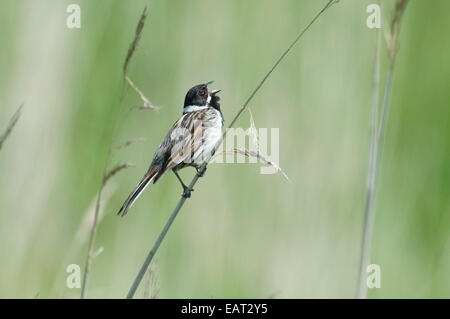 Emberiza schoeniclus Reed UK Banque D'Images