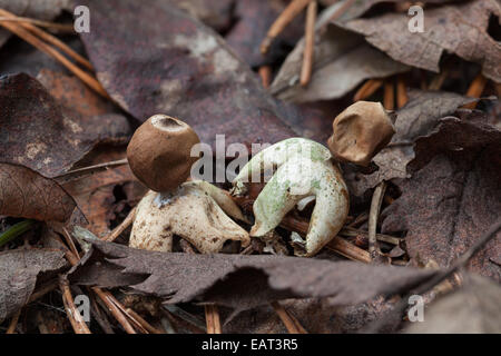 La villeuse earthstar mushroom Banque D'Images