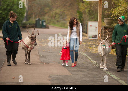 ZSL, le Zoo de Londres, Regent's Park, Royaume-Uni. 20 novembre, 2014. Imogen Thomas modèle et sa fille Ariana commencer la saison de fête off au Zoo et rencontrez le père Noël le renne. Credit : Malcolm Park editorial/Alamy Live News Banque D'Images