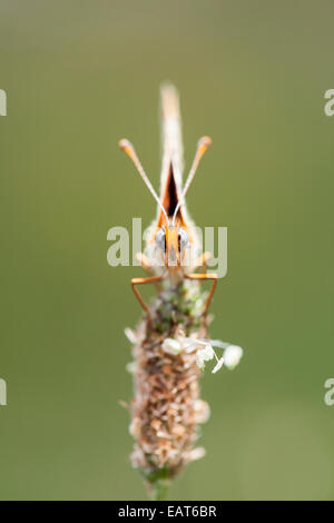 Glanville Fritillary -Melitaea cinxia-, Savoie, France Banque D'Images