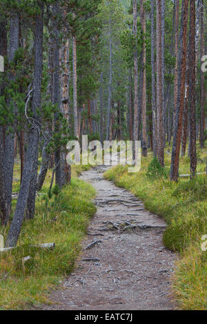 Chemin couvert avec les racines des arbres entre le pin sylvestre (Pinus silvestris) des arbres dans la forêt de conifères Banque D'Images