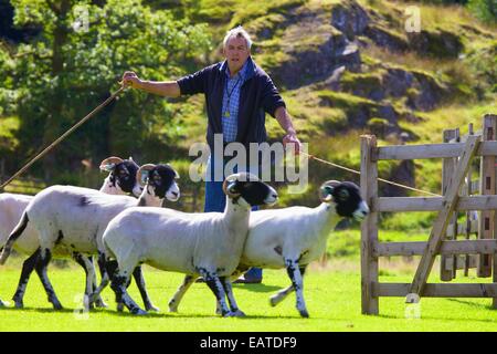 Brebis de penning Shepherd Dog Day Patterdale Patterdale proche, Lake District, Cumbria, England, UK. Banque D'Images